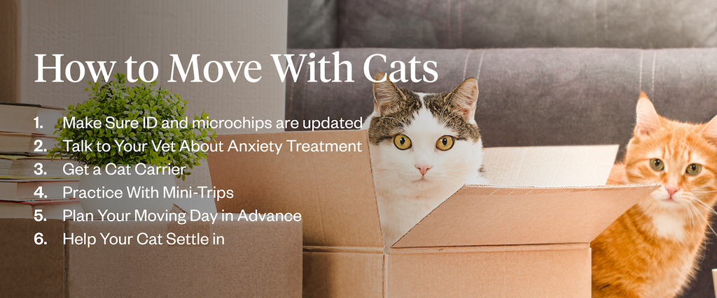 Six moving tips for moving with cats