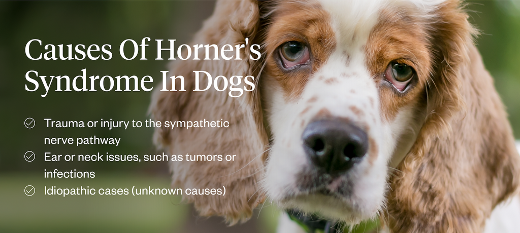 Causes of Horner’s syndrome in dogs