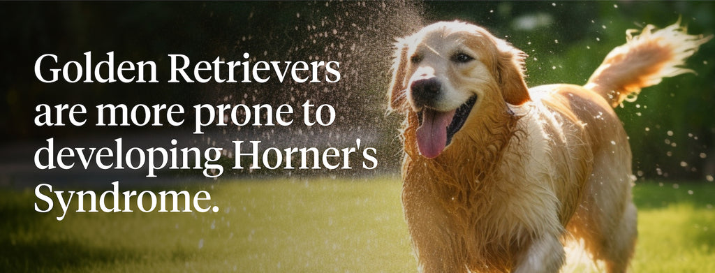 Golden retrievers are more prone to developing Horner’s syndrome