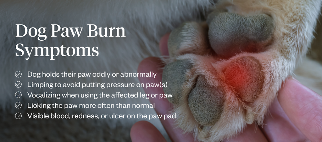 Dog paw burn symptoms