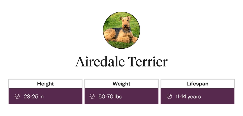 Height, weight, lifespan information for the Airedale terrier
