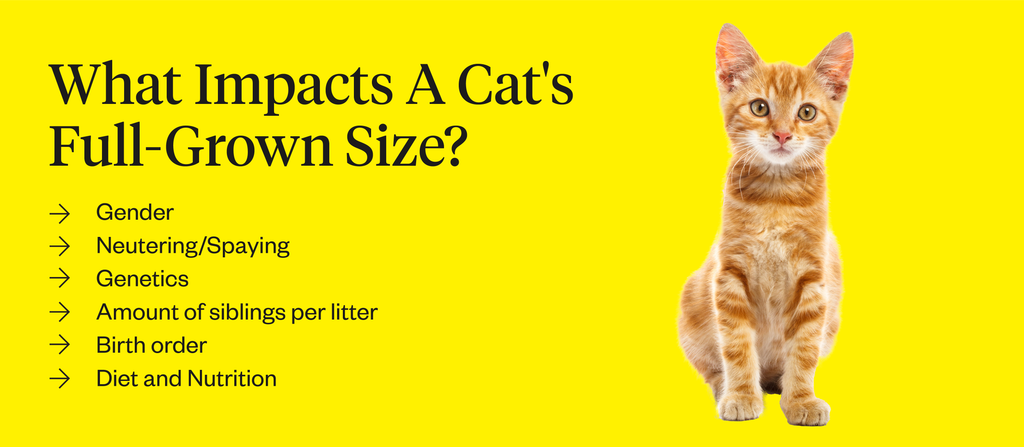 Graphic listing factors that impact a cat’s full-grown size