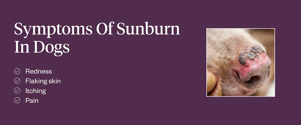 Symptoms of sunburn in dogs include redness, flaky skin, itching, pain