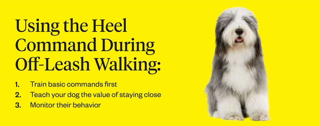 How To Train Dogs To Walk To Heel - YouTube