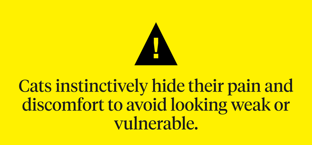 Cats instinctively hide their pain and discomfort to avoid looking weak or vulnerable