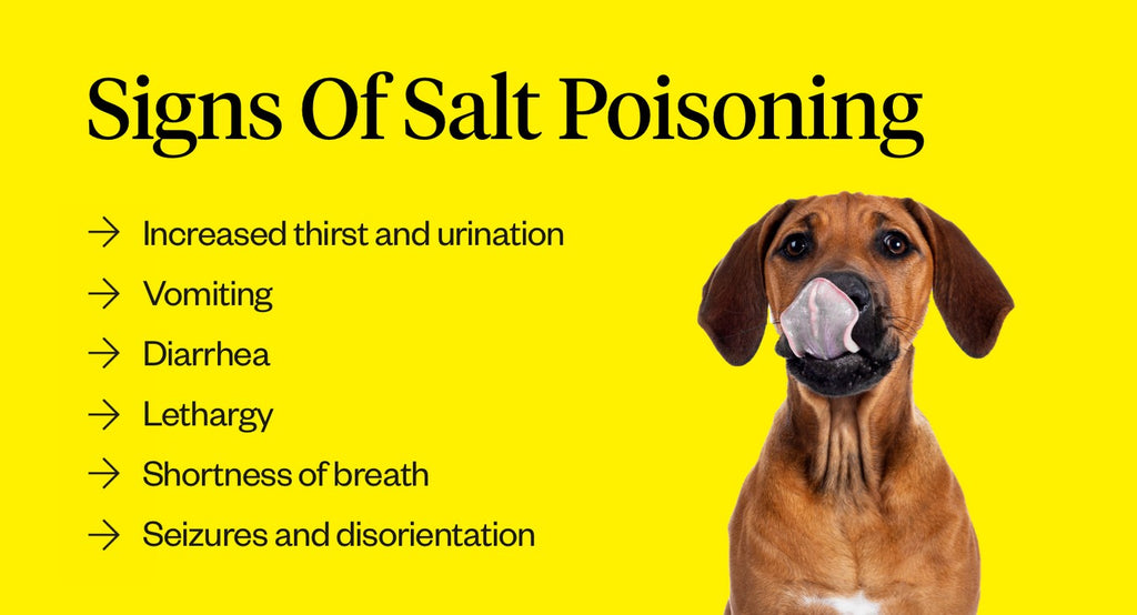 Signs of salt poisoning in dogs
