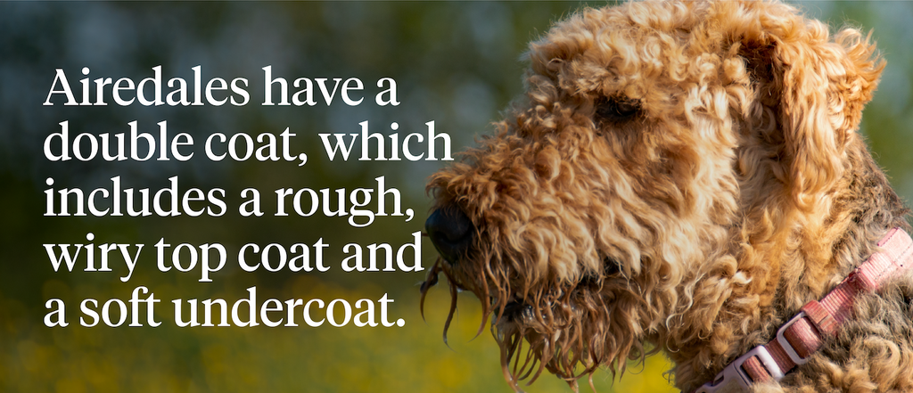 Airedales have a double coat, which includes a rough, wiry top coat and a soft undercoat