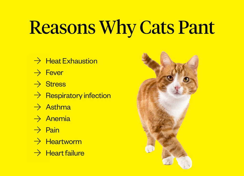 Reasons why cats pant