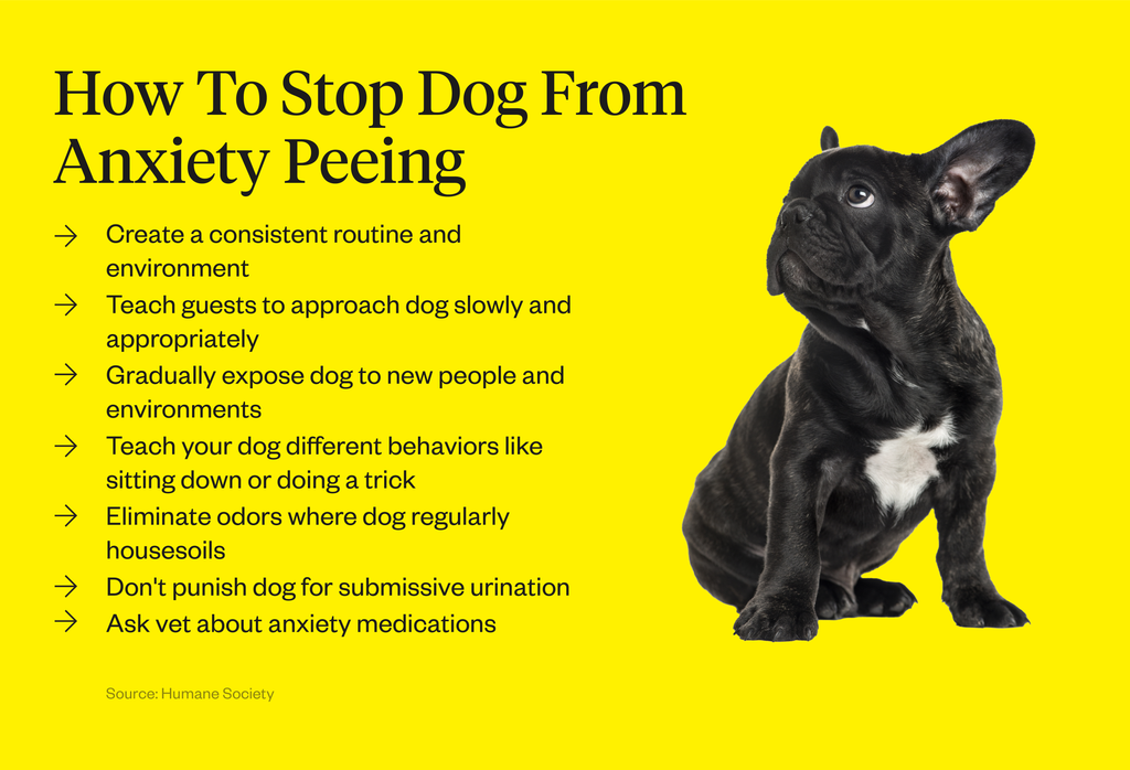 how to stop dog peeing from excitement