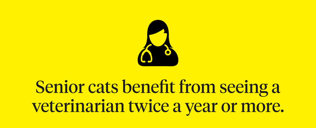 Senior cats benefit from seeing a veterinarian twice a year or more