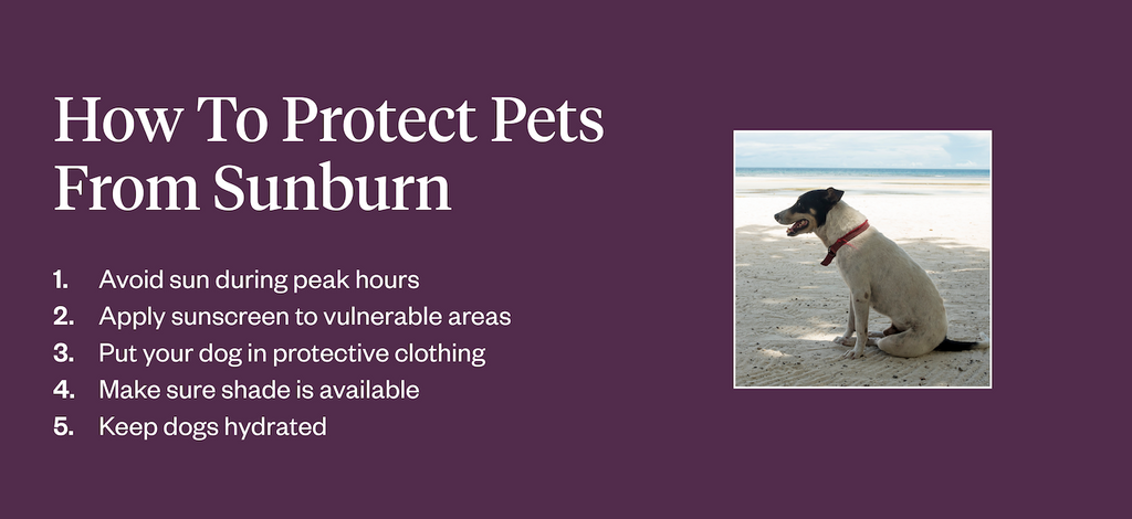 Tips to protect your dog from sunburn