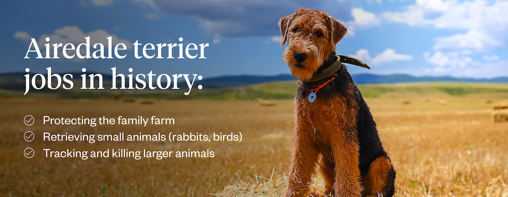 Airedale terrier jobs in history