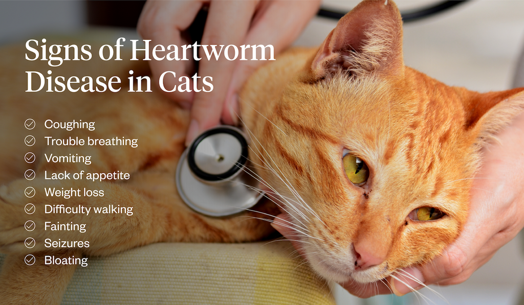 Signs of heartworm disease in cats