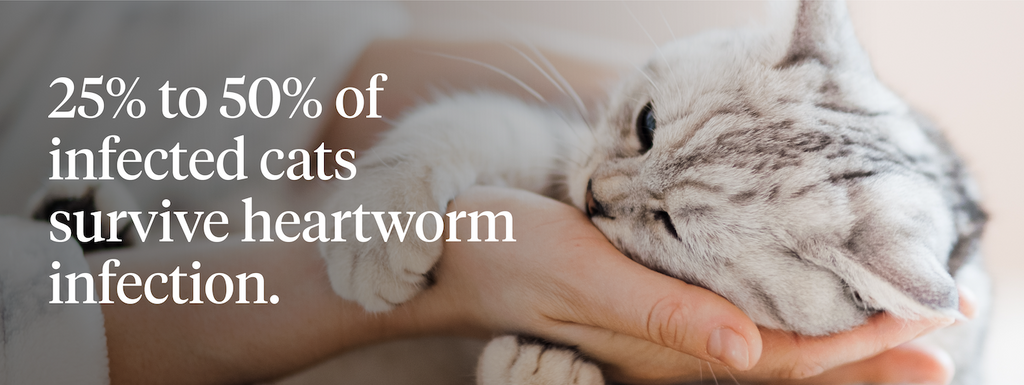 25-50% of infected cats survive heartworm infection