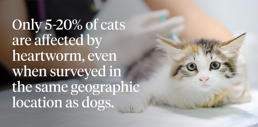 Only 5-20% of cats are affected by heartworm, even when surveyed in the same geographic area as dogs