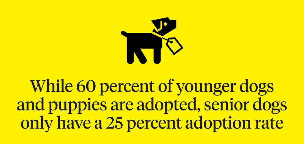 While 60 percent of younger dogs and puppies are adopted, senior dogs only have a 25 percent adoption rate