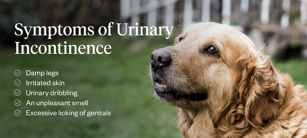 Symptoms of urinary incontinence