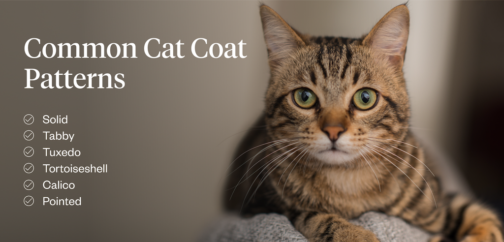 Common cat coat patterns