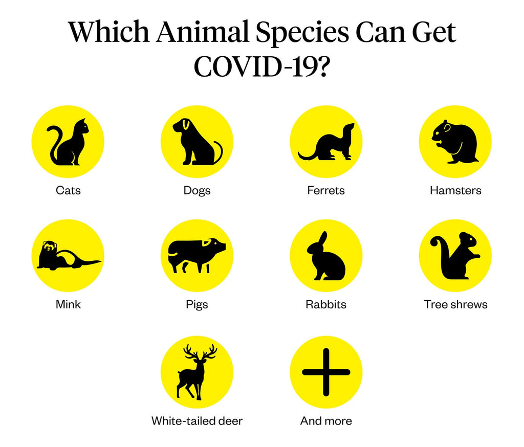 Graphic listing which animal species can get COVID-19