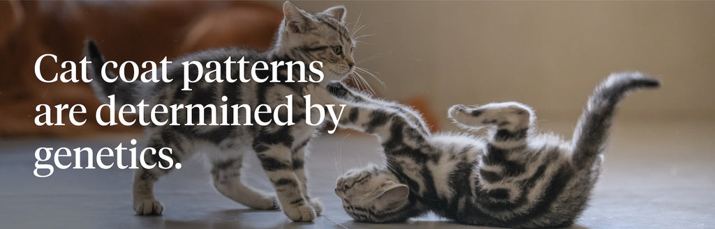 Cat coat patterns are determined by genetics