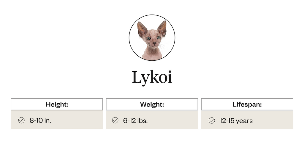 Lykoi height, weight, lifespan info