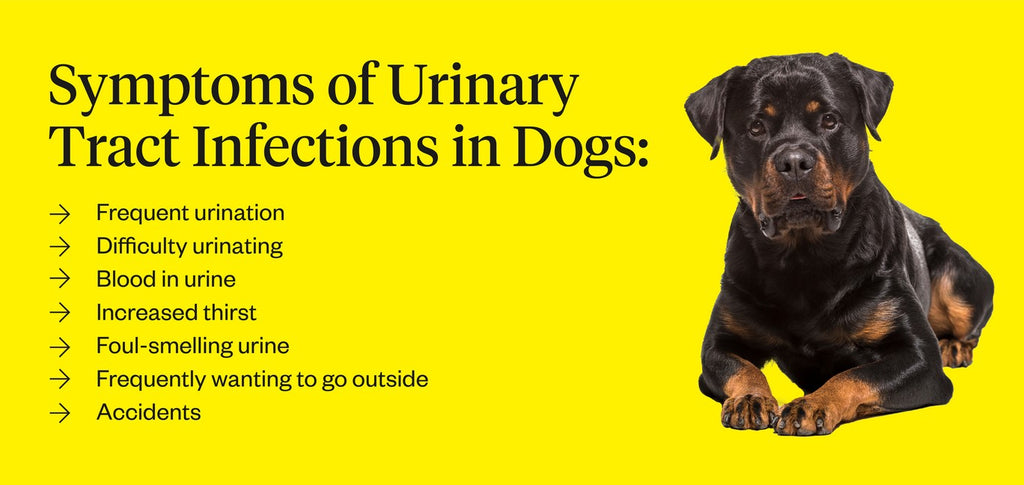 how to treat uti in dogs antibiotics