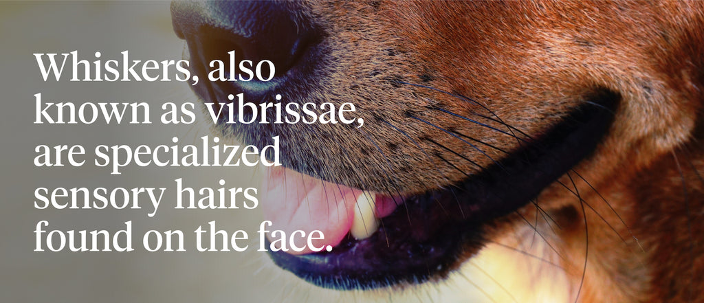 Whiskers, also known as vibrissae, are specialized sensory hairs found on the face