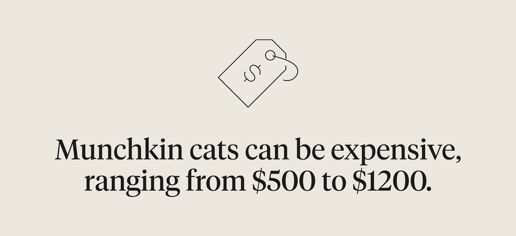 Munchkin cats can be expensive, ranging from $500-1200