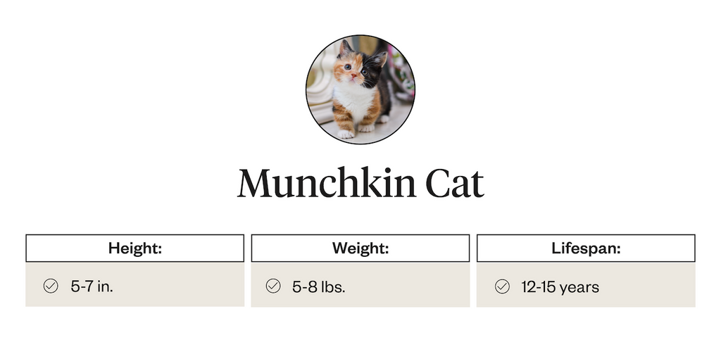 Munchkin cat height, weight, and life expectancy info