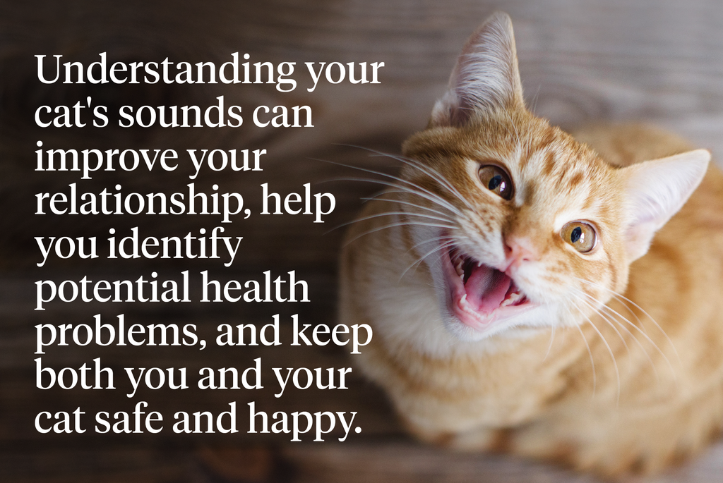 What Sounds Do Happy Cats Make?