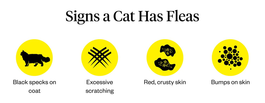 Signs a cat has fleas
