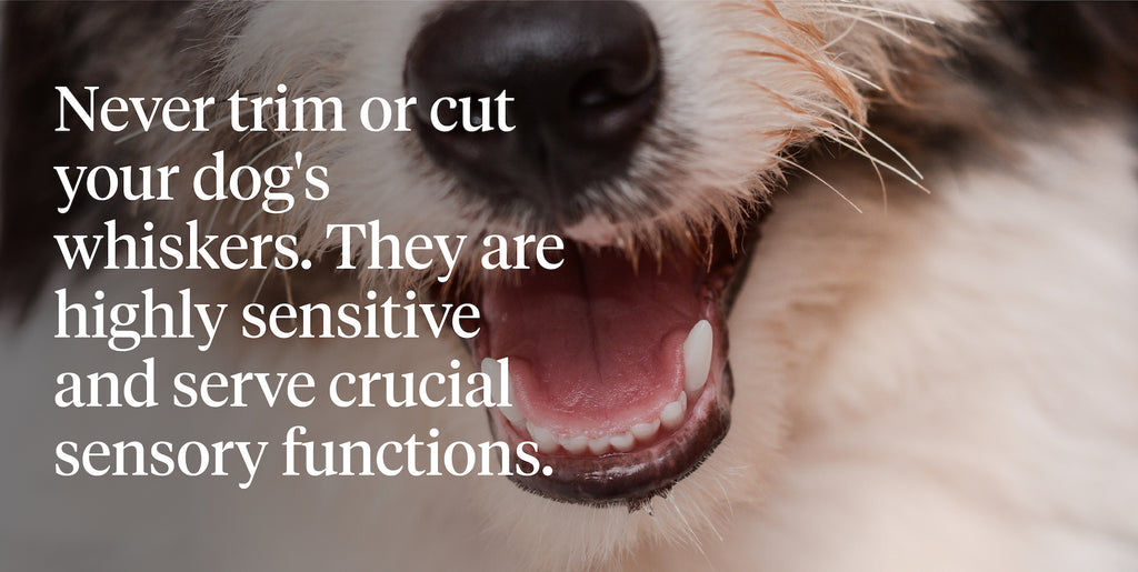 Never trim or cut your dog’s whiskers. They are highly sensitive and serve crucial sensory functions