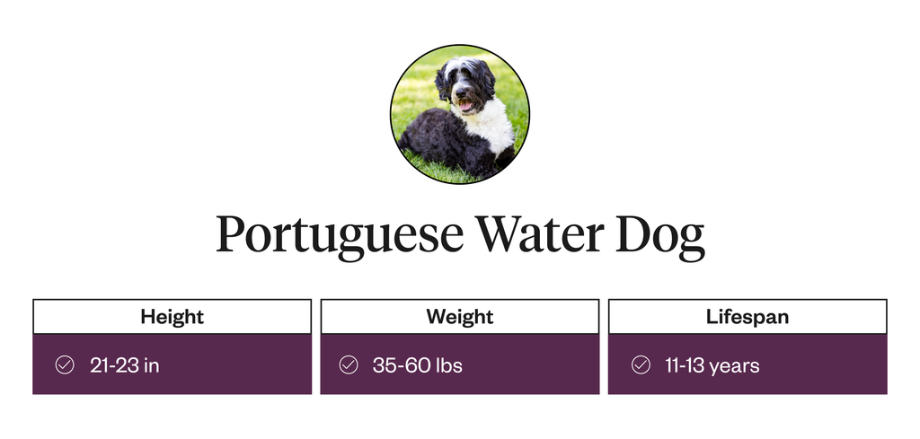 Portuguese water dog height, weight, and lifespan information