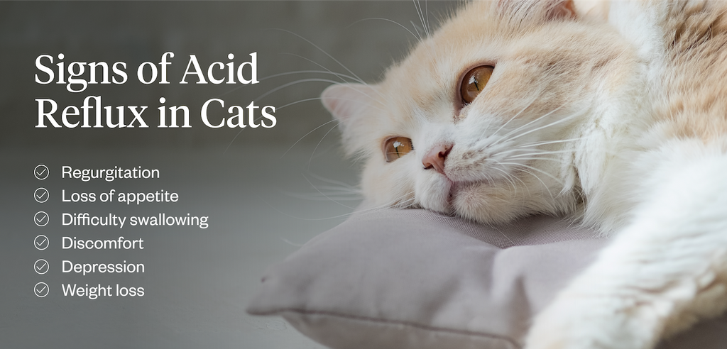 Signs of acid reflux in cats