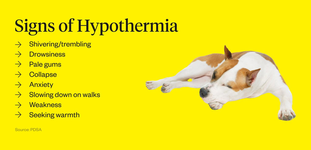 According to PDSA, signs of hypothermia in pets include shivering/trembling, drowsiness, pale gums, anxiety and seeking warmth.