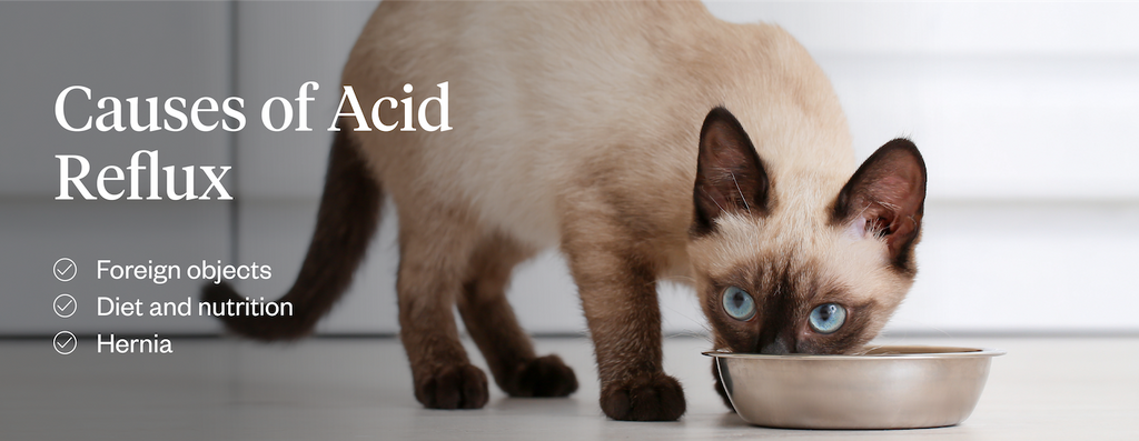 Causes of acid reflux in cats