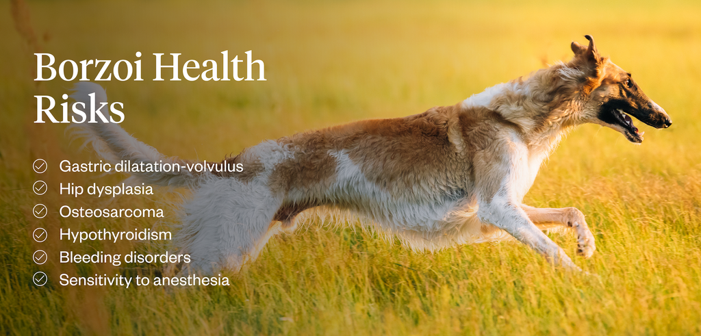 Borzoi health risks