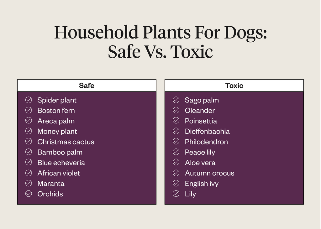 Household plants for dogs that are safe vs. toxic