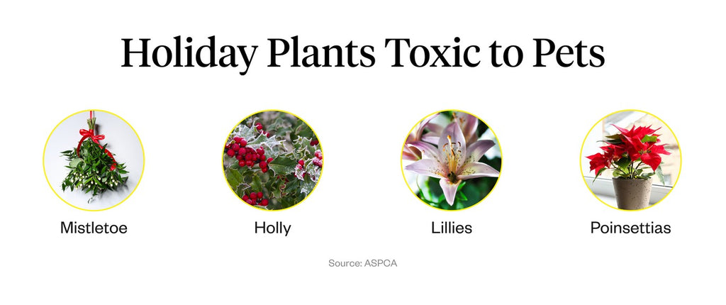 According to the ASPCA, holiday plants toxic to pets include mistletoe, holly, lilies and poinsettias.