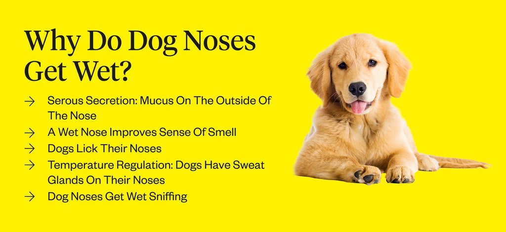 should puppies noses be wet