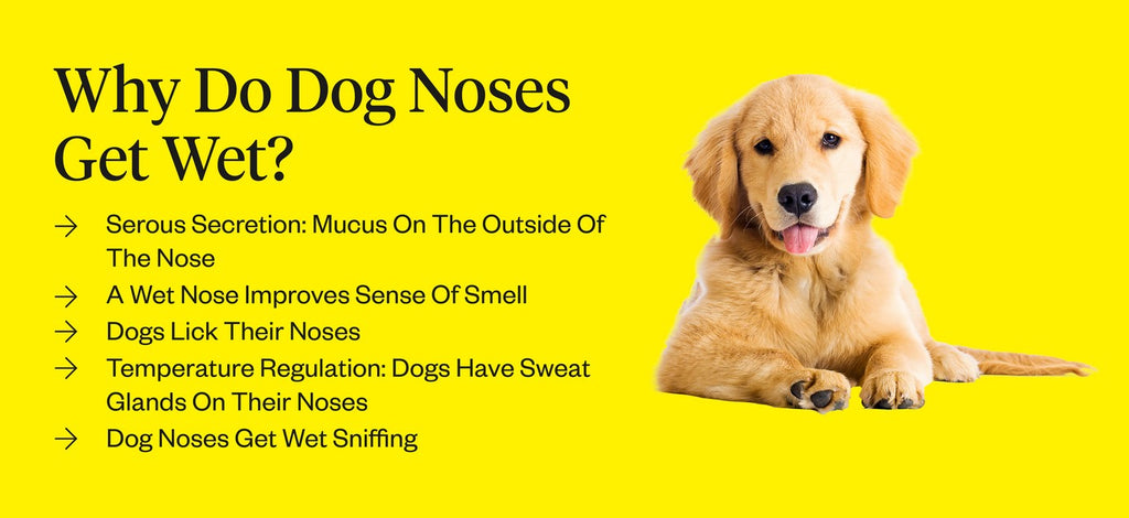 how do you keep a dogs nose wet