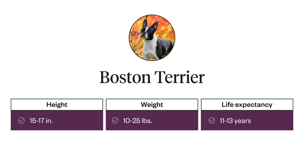 Height, weight, life expectancy information for Boston Terrier