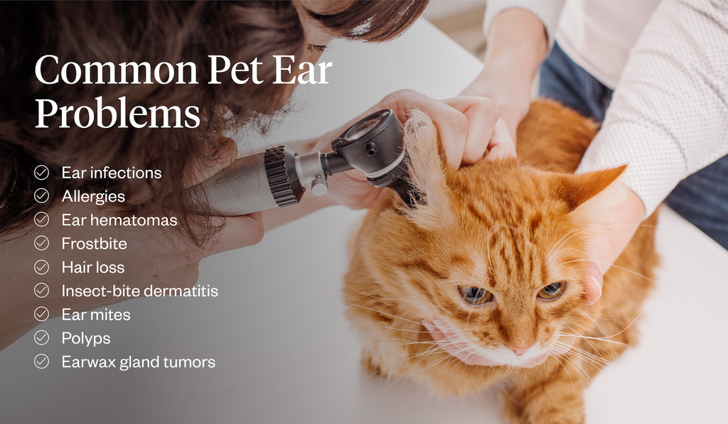 Common pet ear problems