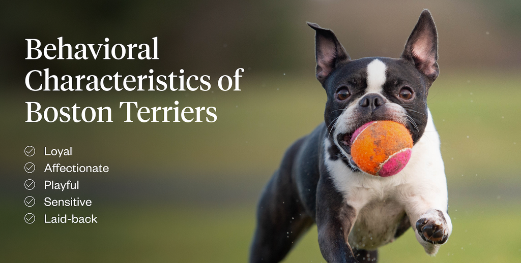 Behavioral characteristics of Boston Terriers
