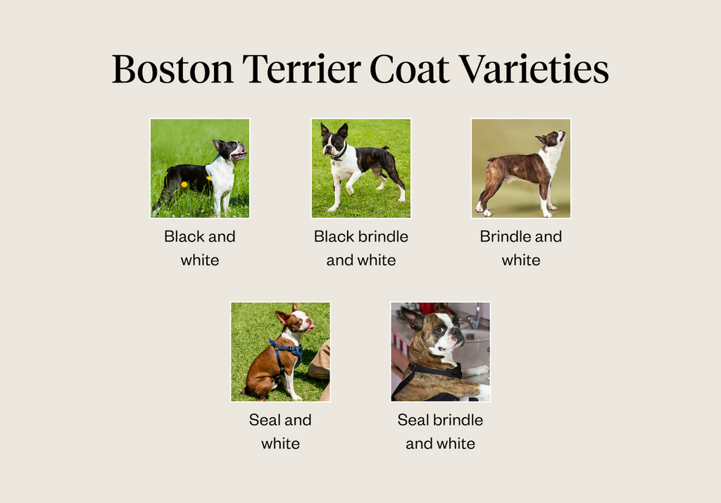 Boston terrier coat varieties with pictures