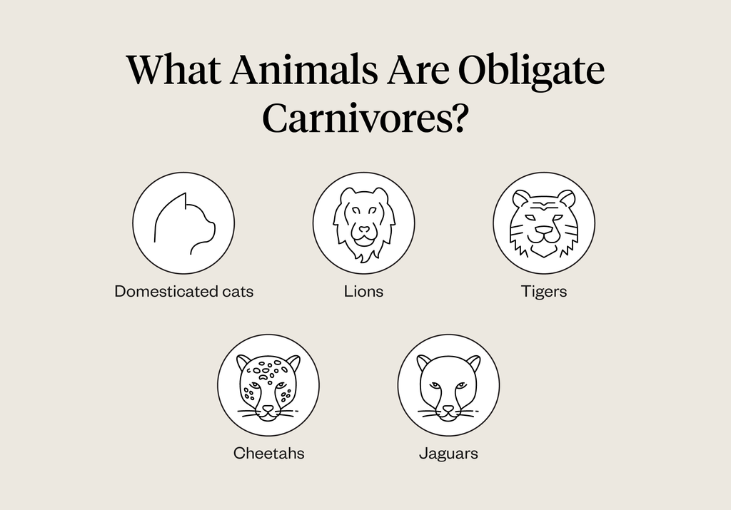 carnivore animals