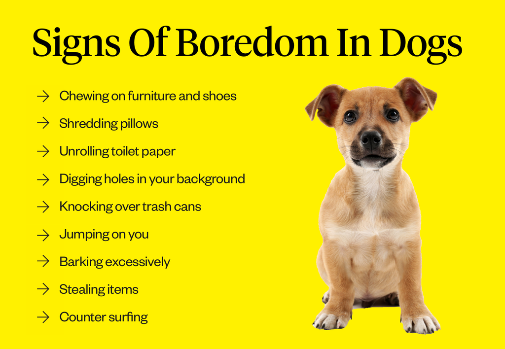 26 Quick & Simple Ways To Relieve Dog Boredom in 2023