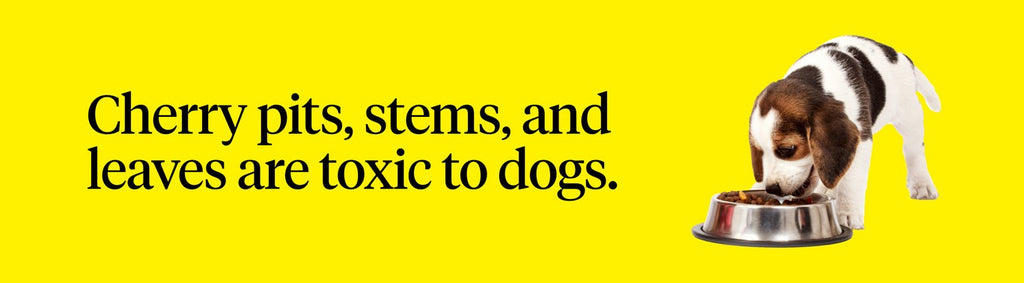 Cherry pits, stems, and leaves are toxic to dogs