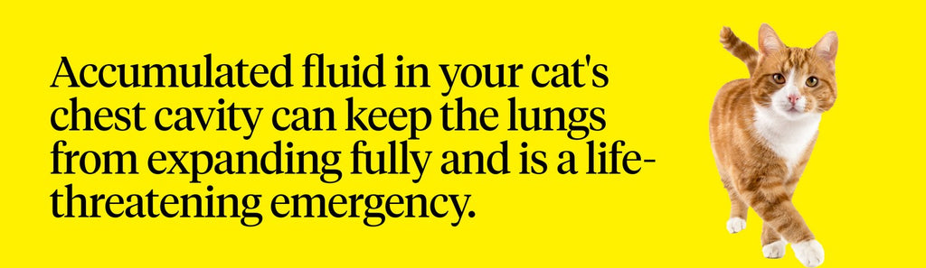 Accumulated fluid in your cat’s lung is a life-threatening emergency