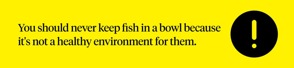 You should never keep a fish in a bowl because it’s not a healthy environment for them